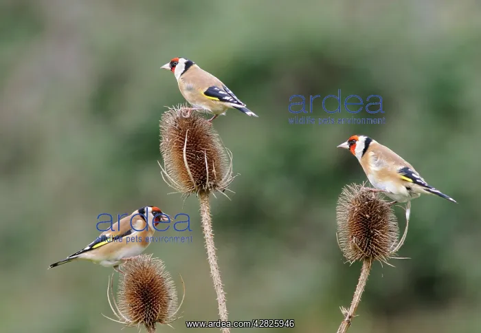 : Goldfinches - 3 birds feeding on teasels : Goldfinches - 3 birds feeding on teasels
