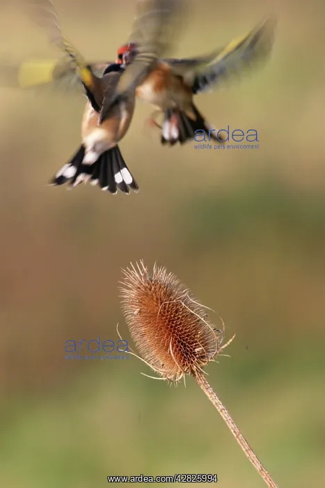 : Goldfinches - Birds fighting over teasel : Goldfinches - Birds fighting over teasel