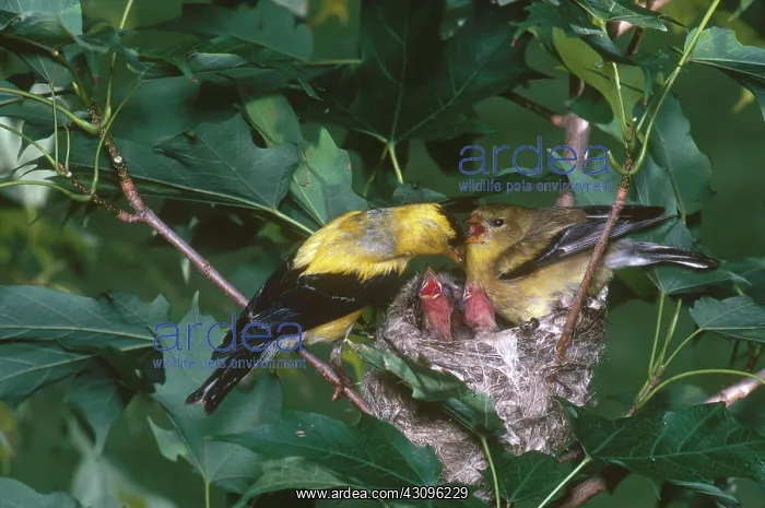 : Goldfinches and Chicks : Goldfinches and Chicks