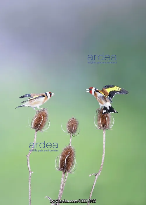 : Goldfinches - fighting : Goldfinches - fighting
