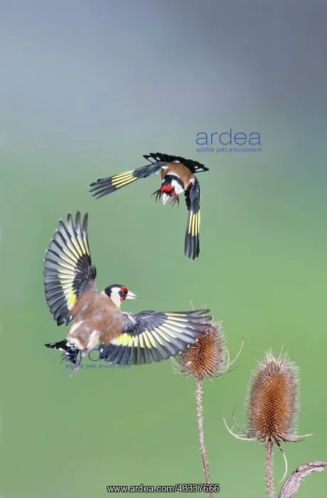 : Goldfinches - fighting : Goldfinches - fighting