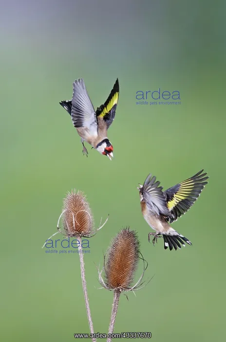 : Goldfinches - fighting : Goldfinches - fighting