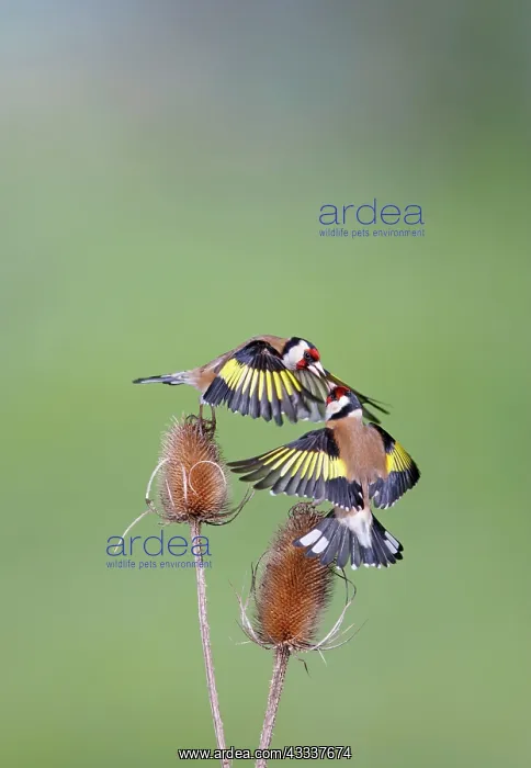 : Goldfinches - fighting : Goldfinches - fighting