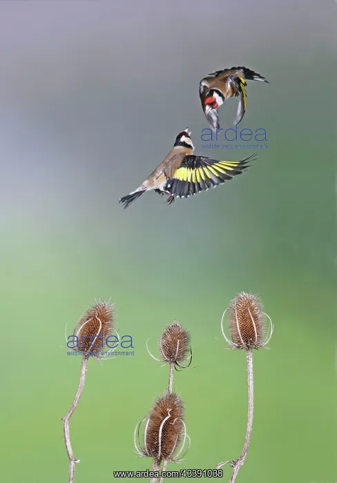 : Goldfinches - fighting : Goldfinches - fighting