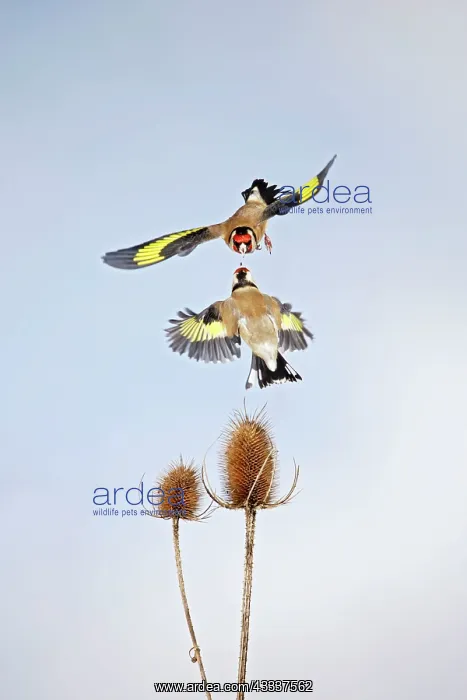 : Goldfinches - fighting over teasel : Goldfinches - fighting over teasel