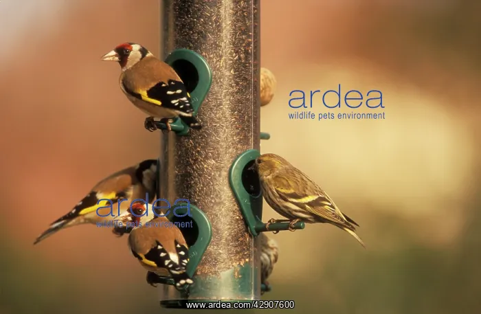 : GOLDFINCHES - and Siskin (carduelis spinus) at bird feeder : GOLDFINCHES - and Siskin (carduelis spinus) at bird feeder