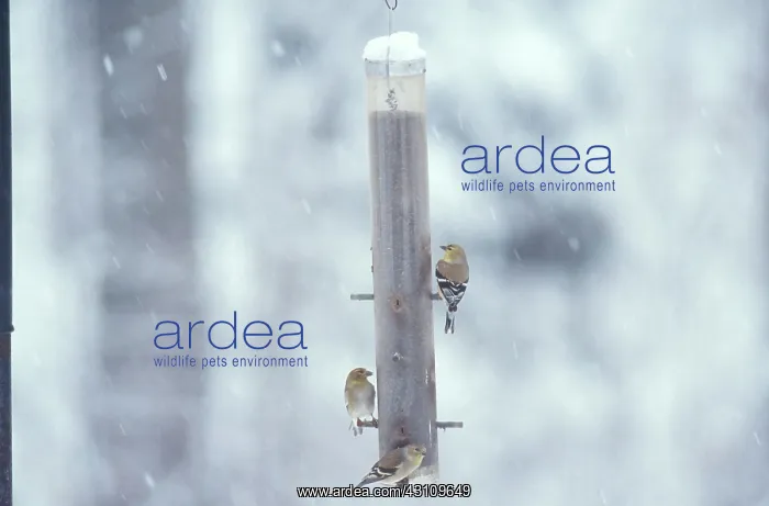 : Goldfinches in the Snow : Goldfinches in the Snow