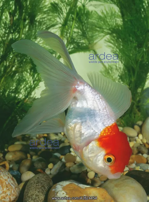 : Goldfish (Carassius auratus). Red Cap Oranda : Goldfish (Carassius auratus). Red Cap Oranda