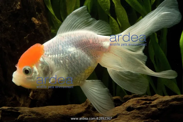  : Goldfish (Carassius auratus)