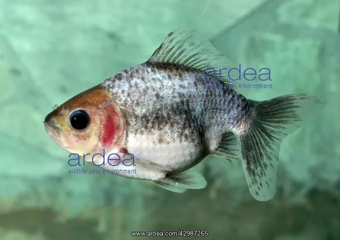  : Goldfish . (Carassius auratus)