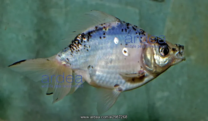  : Goldfish. (Carassius auratus)