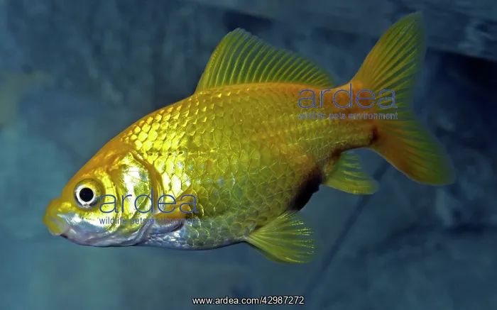 : Goldfish. (the first golden gibel carp appeared around 400 AD). (Carassius auratus) : Goldfish. (the first golden gibel carp appeared around 400 AD). (Carassius auratus)