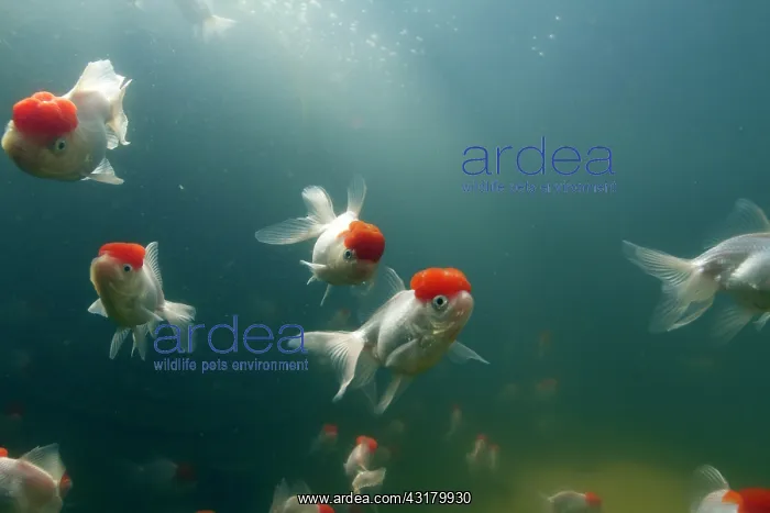 : Goldfish (Carassius auratus) school, Beijing, China, China : Goldfish (Carassius auratus) school, Beijing, China, China