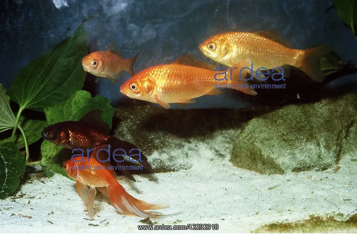  : GOLDFISH