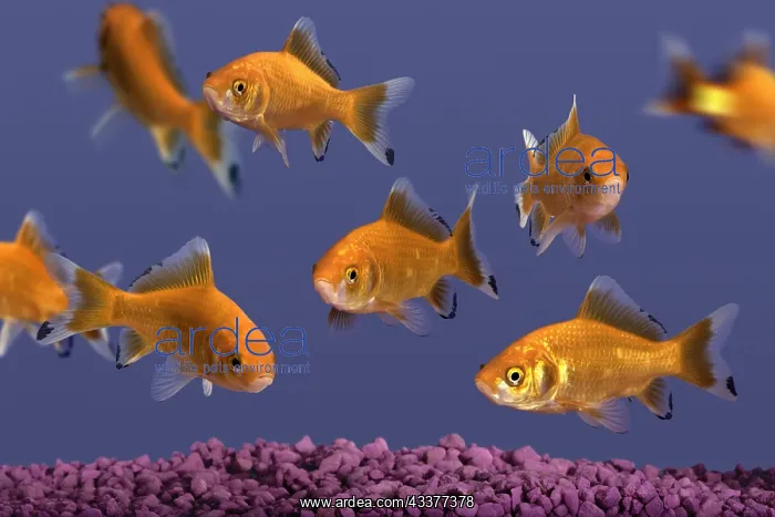 : Goldfish : Goldfish