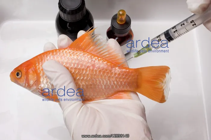 : Goldfish - being administered injection by vet : Goldfish - being administered injection by vet