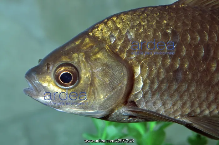 : Goldfish. the ancestral form, found in freshwaters : Goldfish. the ancestral form, found in freshwaters