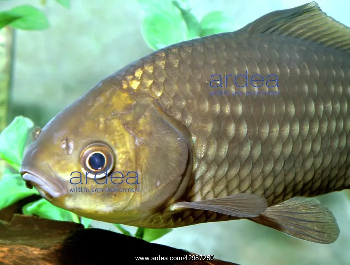: Goldfish. the ancestral form, found in freshwaters : Goldfish. the ancestral form, found in freshwaters