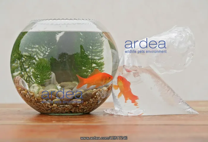 : Goldfish - in bowl and bag : Goldfish - in bowl and bag