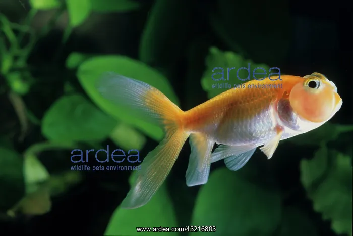 : Goldfish Bubble Eye : Goldfish Bubble Eye