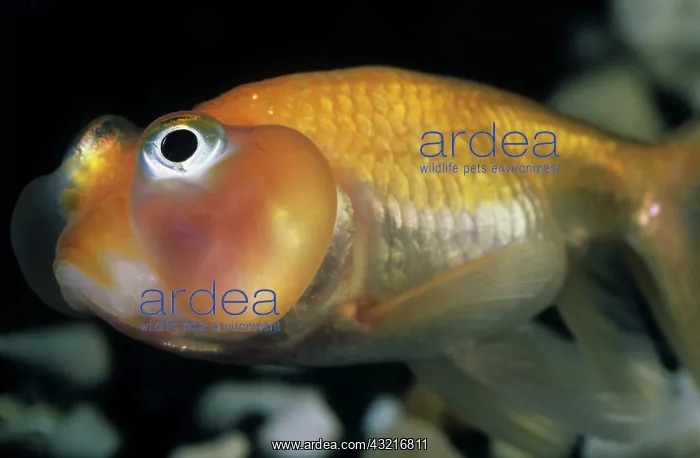 : Goldfish Bubble Eye : Goldfish Bubble Eye