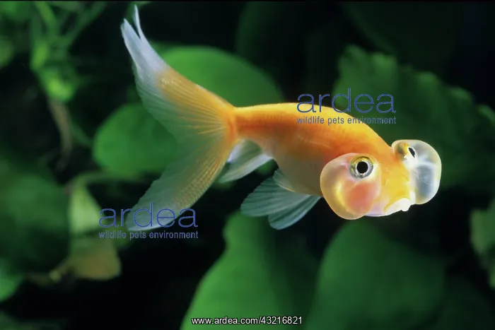 : Goldfish Bubble Eye : Goldfish Bubble Eye