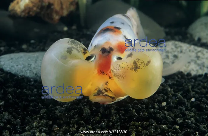 : Goldfish Bubble Eye Riukins : Goldfish Bubble Eye Riukins