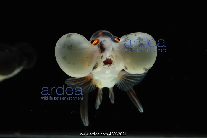 : Goldfish Bubble Eyes : Goldfish Bubble Eyes
