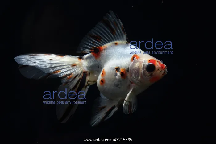 : Goldfish calico Ryukin on black background : Goldfish calico Ryukin on black background