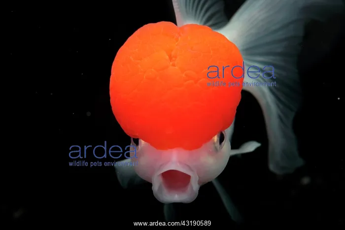 : Goldfish (Carassius auratus) Red Cap Oranda on : Goldfish (Carassius auratus) Red Cap Oranda on