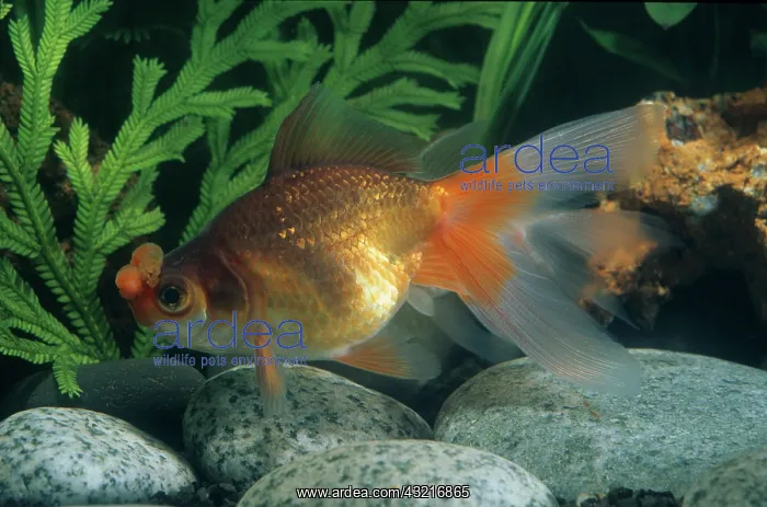 : Goldfish Demekin : Goldfish Demekin