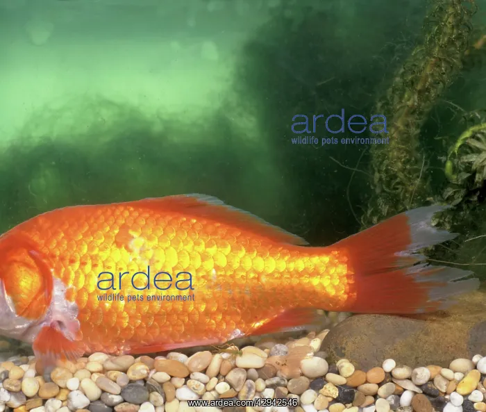  : Goldfish with finrot
