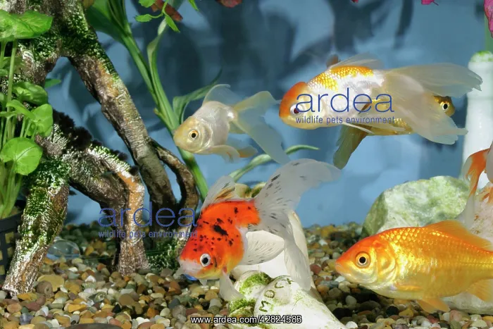  : Goldfish - In fishtank