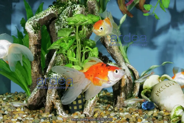 : Goldfish - in fishtank : Goldfish - in fishtank