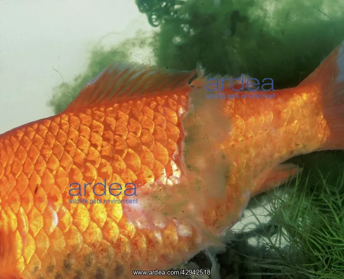  : Goldfish with fungal attack