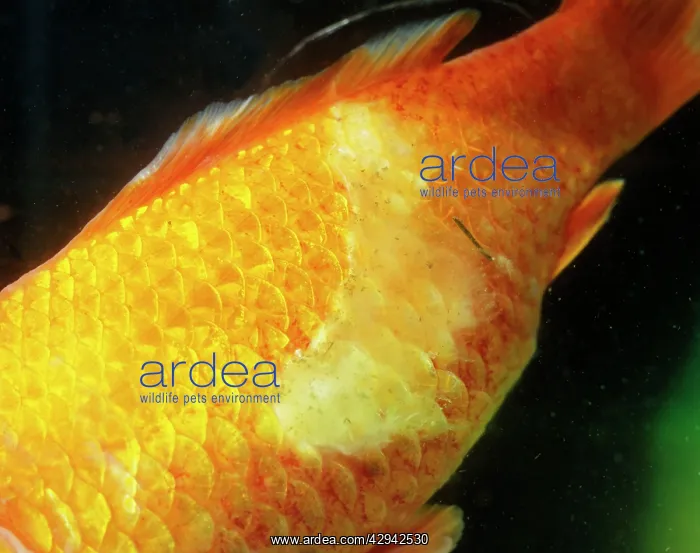  : Goldfish with fungal attack
