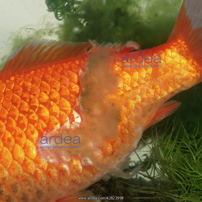 : Goldfish - with fungus : Goldfish - with fungus
