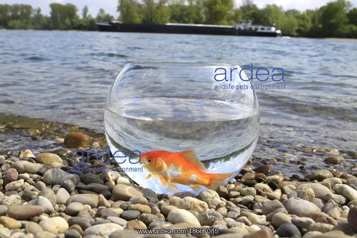 : Goldfish in glass, on the lake shore, goldfish glass, free : Goldfish in glass, on the lake shore, goldfish glass, free