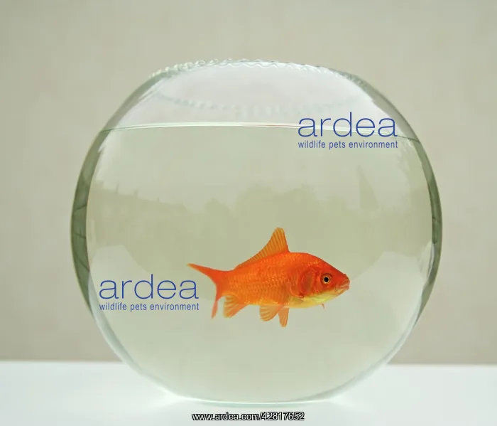 : Goldfish - alone in goldfish bowl : Goldfish - alone in goldfish bowl