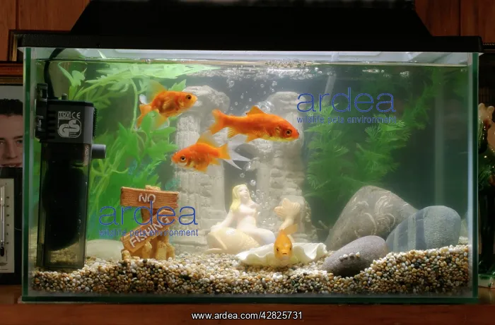 : Goldfish - In goldfish tank : Goldfish - In goldfish tank