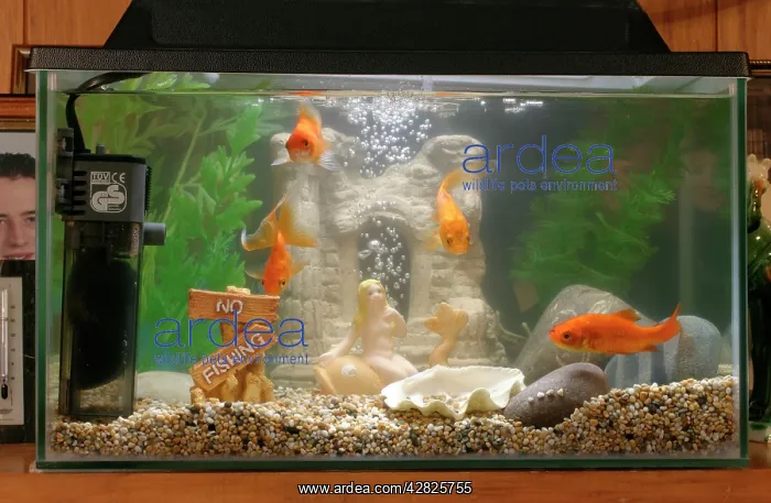  : Goldfish - In goldfish tank