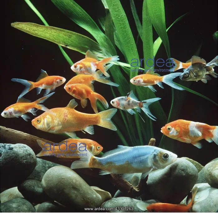 : GOLDFISH - group : GOLDFISH - group