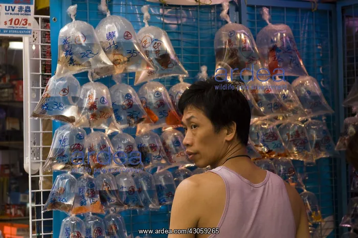 : Goldfish Market Tung Choi street Mong Kok district Hong Kong : Goldfish Market Tung Choi street Mong Kok district Hong Kong