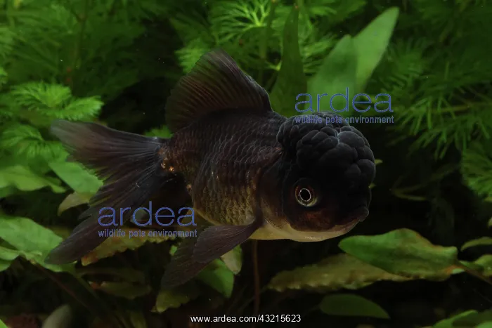 : Goldfish Oranda Black in aquarium : Goldfish Oranda Black in aquarium