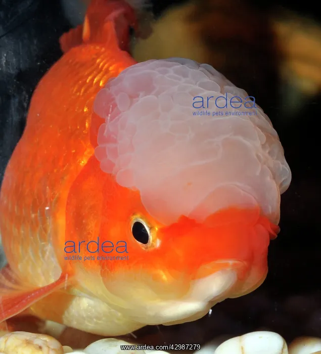  : Goldfish. Oranda variety
