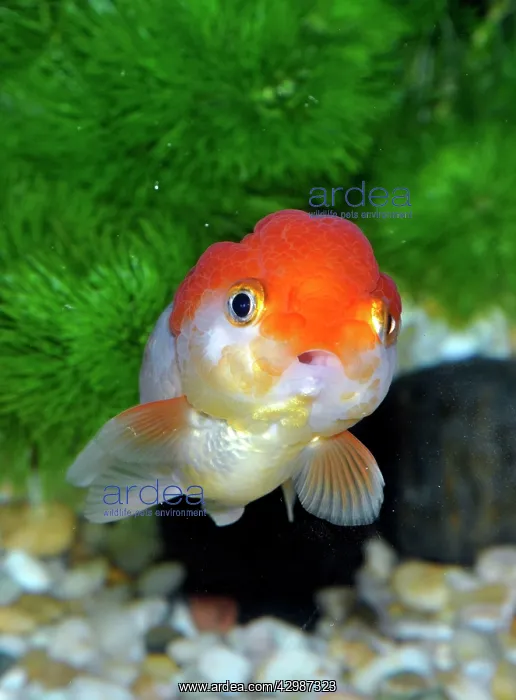  : Goldfish. Oranda variety