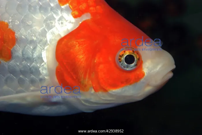 : Goldfish - ornamental : Goldfish - ornamental