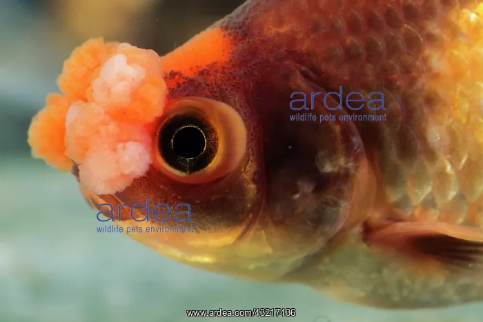 : Goldfish Pompon : Goldfish Pompon