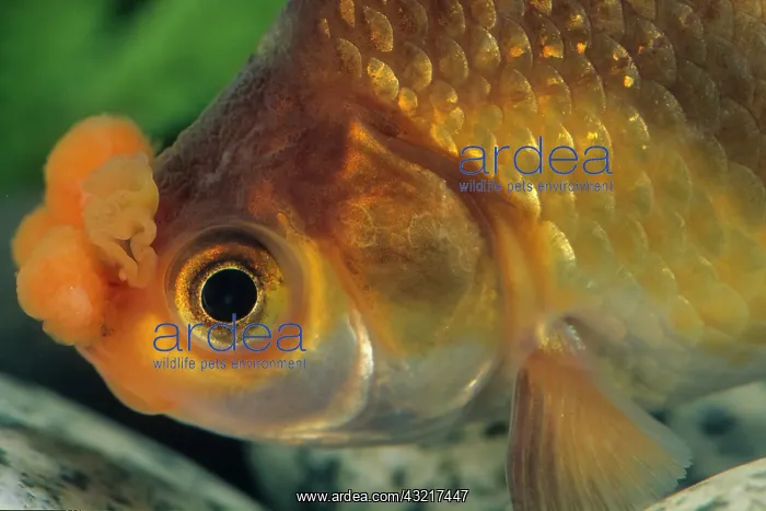 : Goldfish Pompon : Goldfish Pompon