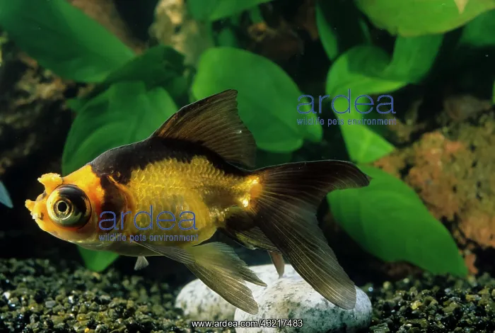 : Goldfish pompon : Goldfish pompon